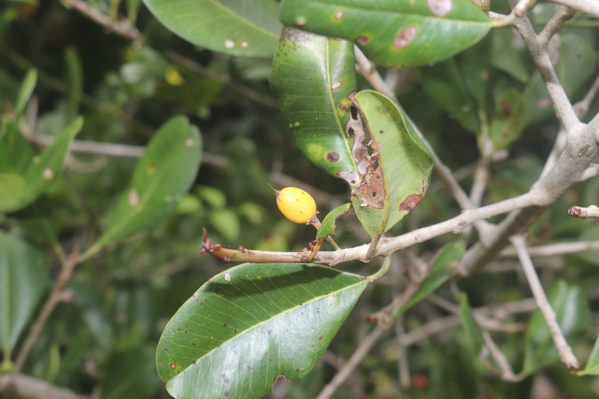 Manilkara hexandra (Roxb.) Dubard